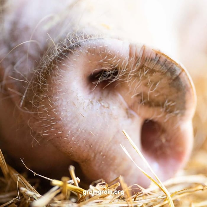 closeup of a pig's snout