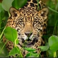 @oncapintada profile image