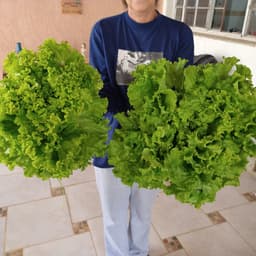 Cheiro Verde