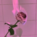 livgnorth @livgnorth profile image