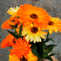 ringblomma @ringblomma profile image