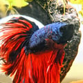 victormarsik @victormarsik profile image