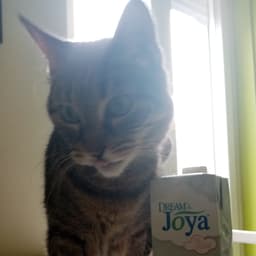 Dream & Joya