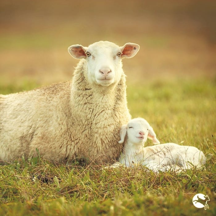 mother and daughter sheep relaxing in a farm