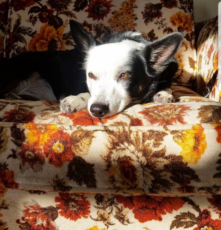 review photo of v-dog v-dog kind kibble 20 LB bag shared by @donoharm on 12 Nov 2018 - review