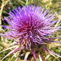 tinamar @tinamar profile image