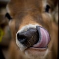veganitaaaa @veganitaaaa profile image