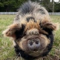 avatar of pigsareawesome