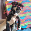 minarjs @minarjs profile image