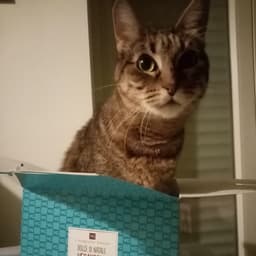 Il Viaggiator Goloso