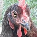 giuliacarosio @giuliacarosio profile image