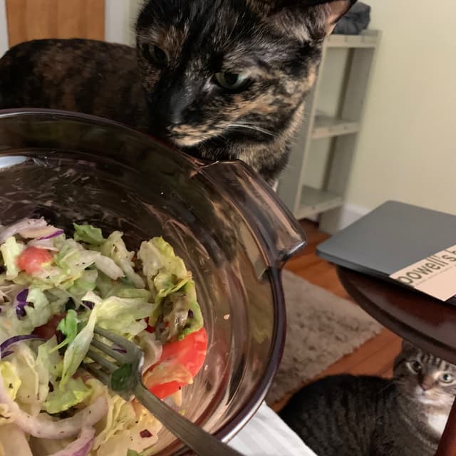 Photo of the dish “House Salad”