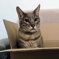 satanyancat @satanyancat profile image