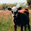 chiaraperi @chiaraperi profile image