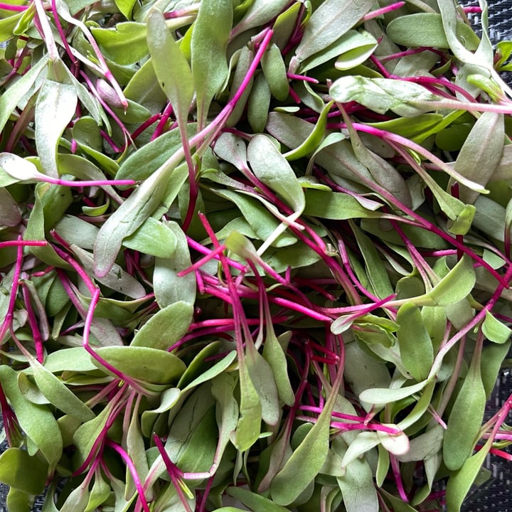 photo of Farming turtles Bulls blood beet microgreens shared by @htrfung on  19 Apr 2022 - review