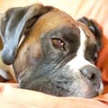 paolagap @paolagap profile image