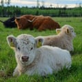 veganis @veganis profile image