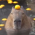 capybara @capybara profile image