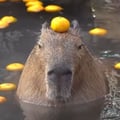 avatar of capybara