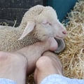 warrenthevegan @warrenthevegan profile image