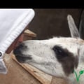 alessiaalealevegan @alessiaalealevegan profile image