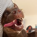 keslovescows @keslovescows profile image