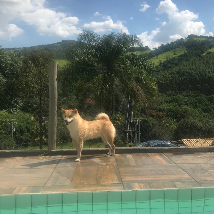 photo of Natura Aceite corporal Sève amendoas e frésia shared by @sakuratheshibainu on  28 Apr 2022 - review