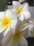 mally @mally profile image