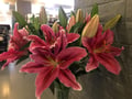 jannapham @jannapham profile image