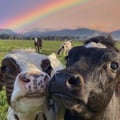 leovega @leovega profile image