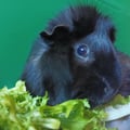 4especies @4especies profile image