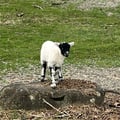 ginnynthegiungle @ginnynthegiungle profile image