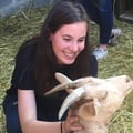 iheartgoats @iheartgoats profile image
