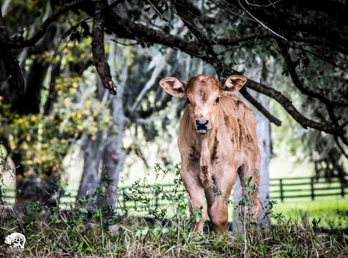 Critter Creek Farm Sanctuary