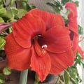 @chris-santos profile image