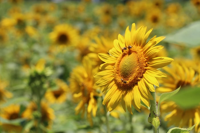 pollinating bees