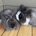 rupertandhopperbuns @rupertandhopperbuns profile image