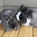 avatar of rupertandhopperbuns