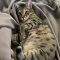 beaandveganfood @beaandveganfood profile image