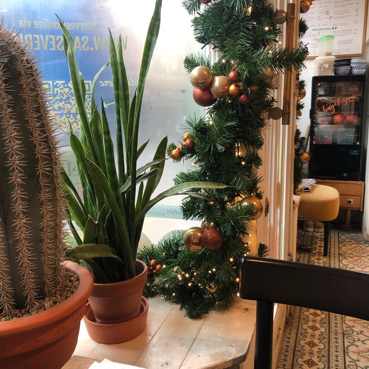 photo of Sanseveria Bagelsalon Misty shared by @rachelerg on  05 Dec 2022 - review