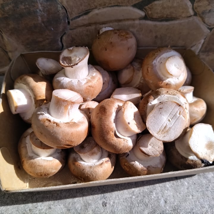 review photo of D’aldeia cogumelos marron shared by @sonia123capelo on 26 Nov 2022 - review