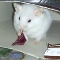 dodyperla4 @dodyperla4 profile image