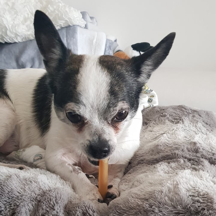 photo of Benevo Pawtato Dog Chews Blueberry Sticks shared by @vanpanda on  07 Mar 2022 - review