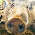 ella-the-pig @ella-the-pig profile image