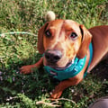 oscarpuppy @oscarpuppy profile image