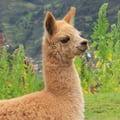 @vegetariangirl333 profile image