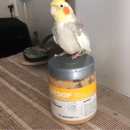 Nutdop