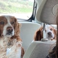 megveg85 @megveg85 profile image
