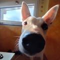 crilla @crilla profile image