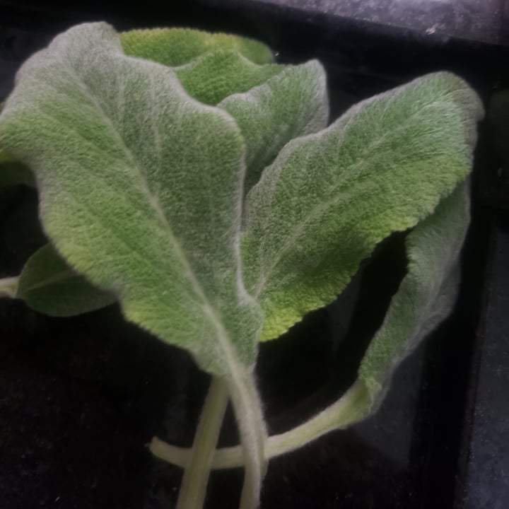 review photo of Feira Livre Planta Peixinho shared by @valeriavito on 17 Apr 2022 - review